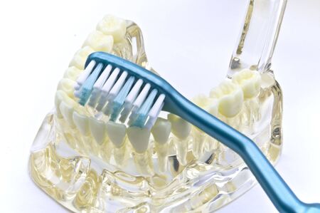 Transparent dental model with toothbrushの写真素材