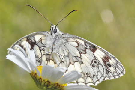 butterfliesの写真素材