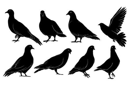 hand drawn silhouette of pigeonのイラスト素材