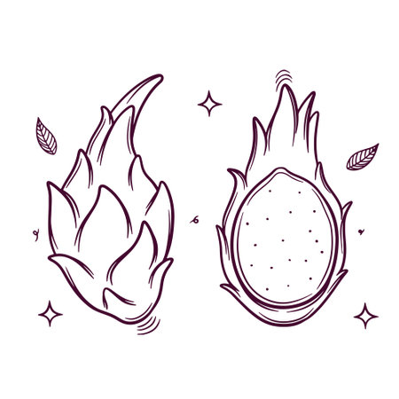dragonfruit. hand drawn icon. hand drawn vector illustrationのイラスト素材