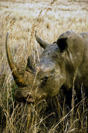 Rhino in Limpopo, South Africa (Game Drive)の写真素材