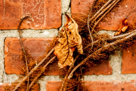 Brick and Vineの写真素材