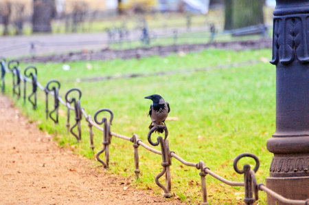 crow standing on metal railingの写真素材