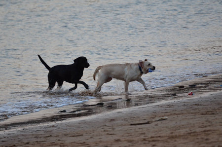 two dogs playing at the beach side