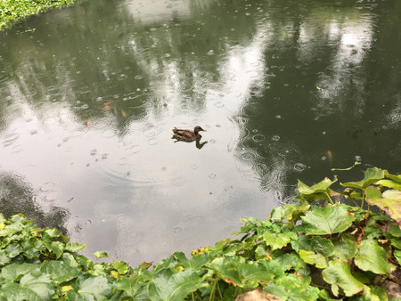 Duck at pondの写真素材