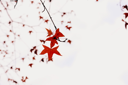 red autumnal leavesの写真素材