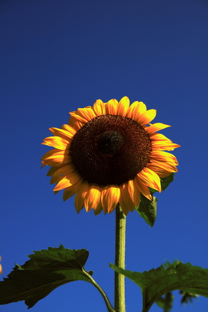 Sunflowerの写真素材
