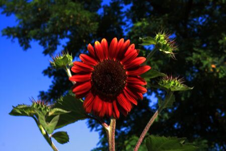 Red sunflowerの写真素材