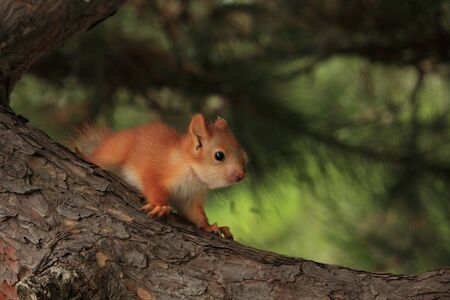squirrelの写真素材