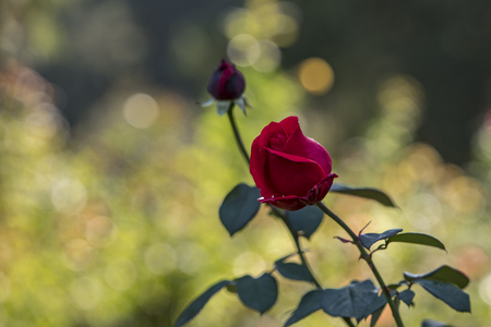 Chinese roseの写真素材