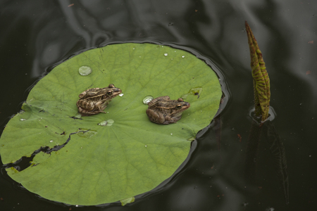 Frogs on lotus leavesの写真素材