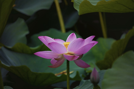 Lotus flowerの写真素材