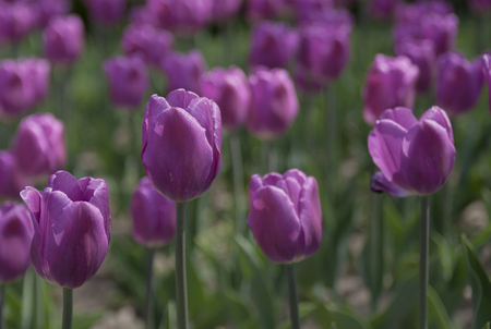 tulipの写真素材
