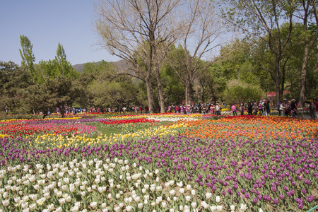 Tulip flowersのeditorial素材