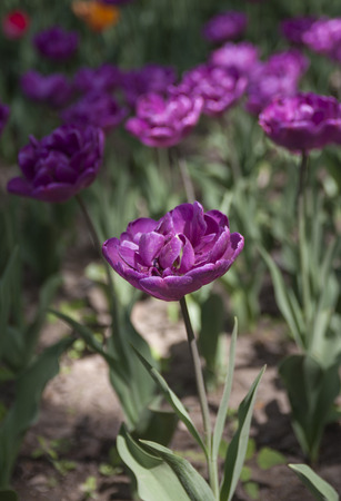 tulipの写真素材