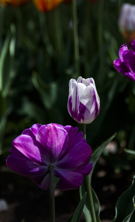 tulipの写真素材