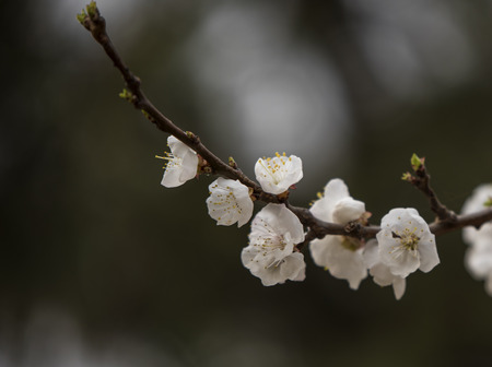 Apricot flowerの写真素材