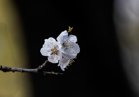 Apricot flowerの写真素材