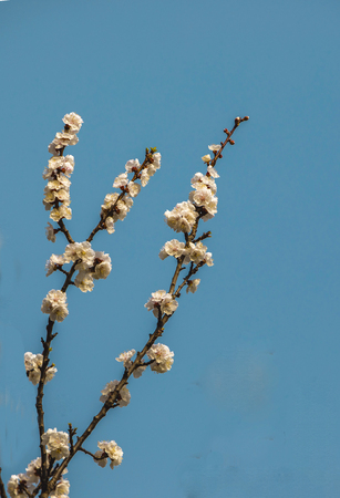 Apricot flowerの写真素材