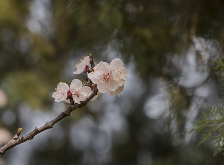 Apricot flowerの写真素材