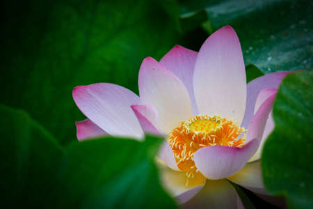 lotus flowerの写真素材