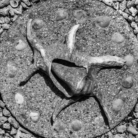 Six-sprouted cockleshell on the round grey plate. Spongy surface, textured .の写真素材