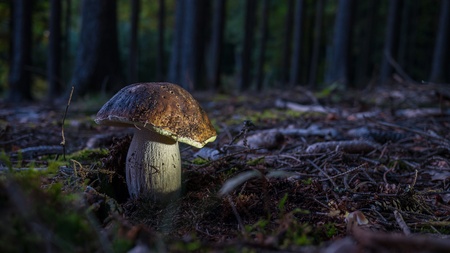 Mushroom in dark forestの写真素材