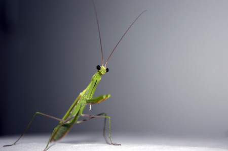 close up of mantisの写真素材