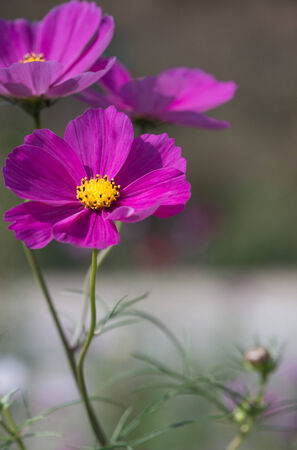 Autumn beautiful flowersの写真素材