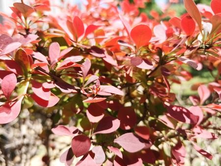 red leavesの写真素材