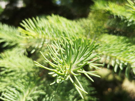 wild pine twig