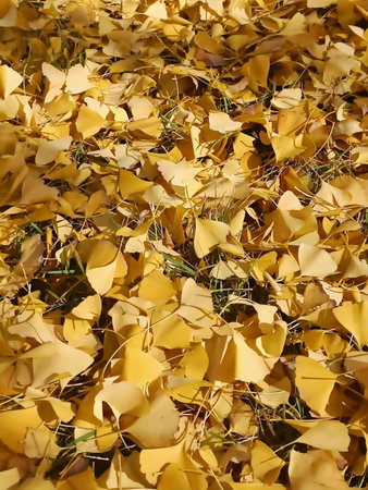 beautiful winter ginkgoの写真素材