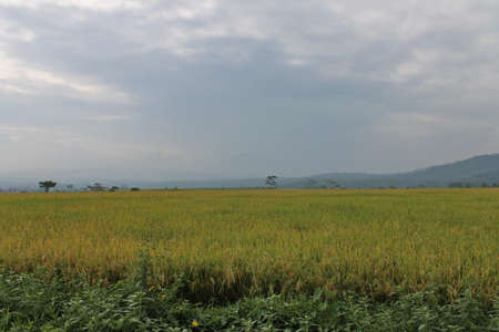 rice fieldの写真素材