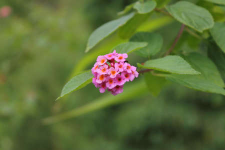 small flowerの写真素材