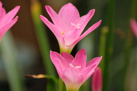 my pink flowerの写真素材