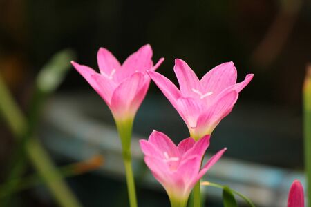 my three pink flowers の写真素材