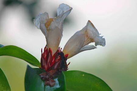 white flowersの写真素材