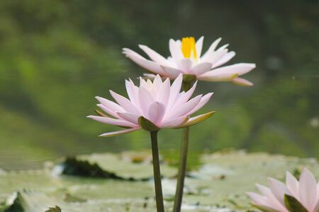 the lotus at pondの写真素材