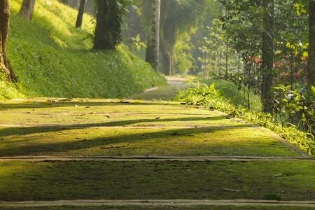 the green street moseの写真素材