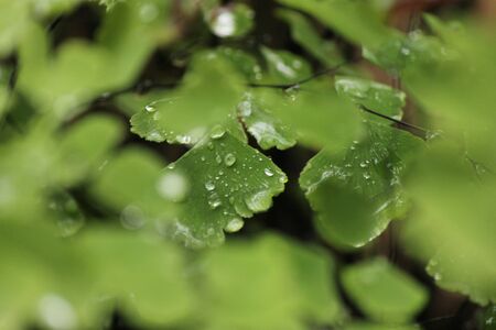 green leafの写真素材