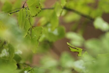 green leaf at gardenの写真素材