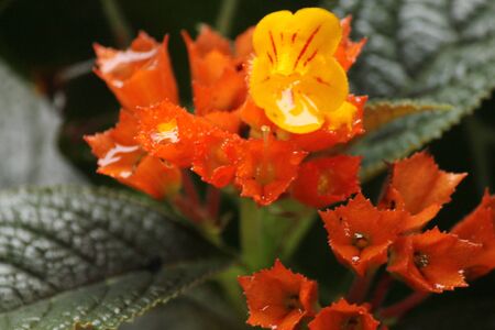 flowers yellow and orangeの写真素材