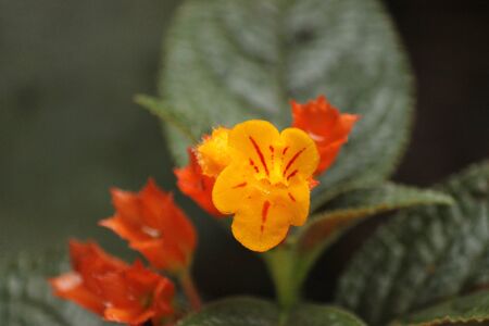 the flowers yellow and orangeの写真素材