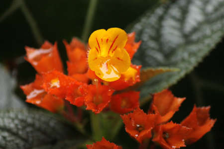 the flowers yellow and orange at the gardenの写真素材