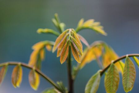 yellow leafの写真素材