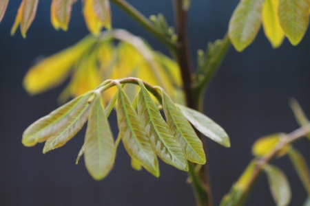 the yellow leafの写真素材