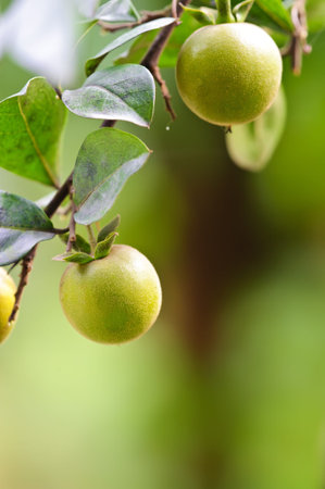 kumquat fruit