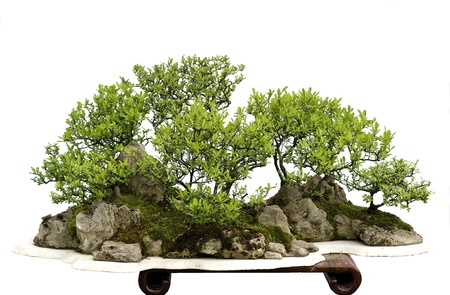 this bonsai is made of pyracantha and freestone. の写真素材