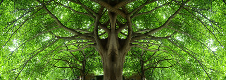 shady place under big treeの写真素材