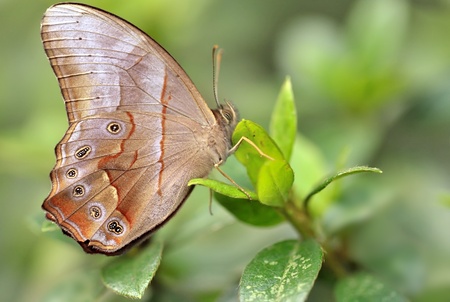 a beautiful butterfly on leafの写真素材